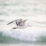 Coastal Breeze Siesta Turtle \