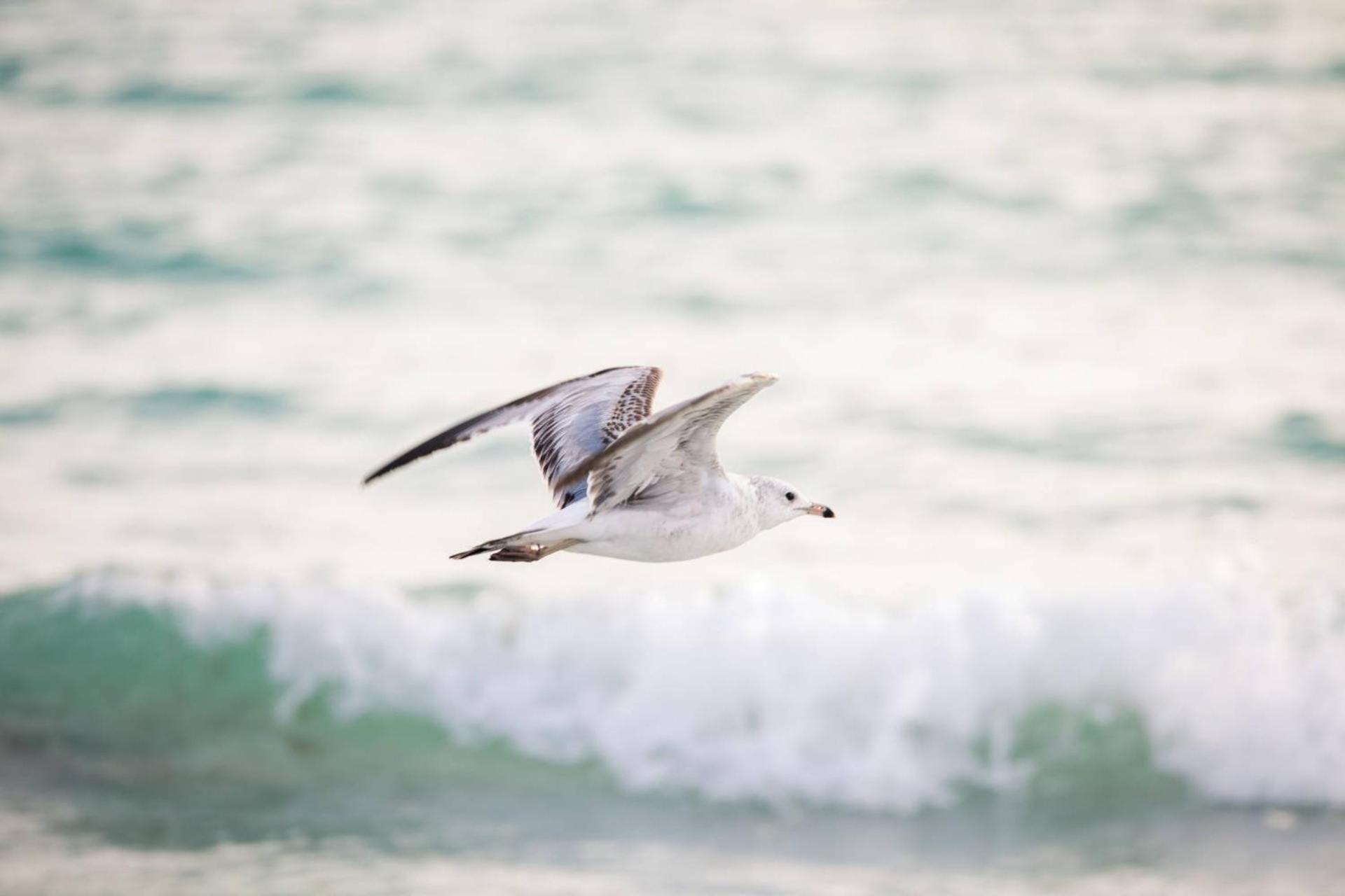 Coastal Breeze Siesta Turtle 